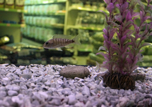 Мармурова крихта на дні акваріума