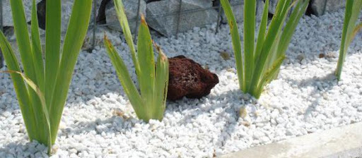 Мармурова крихта в квітнику