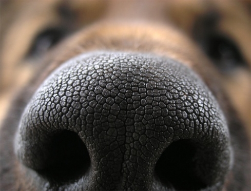 лак без запаху